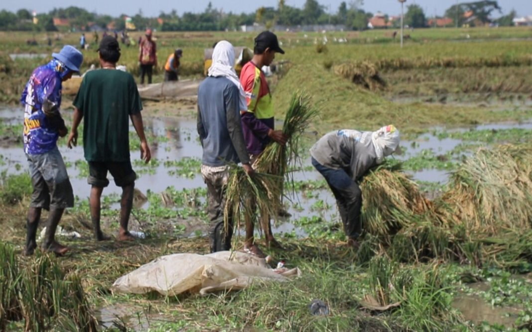 Produksi Padi Naik Tajam, Dampak Swasembada Terlihat di Karawang