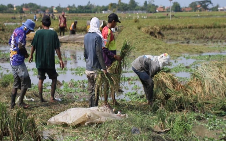 Produksi Padi Naik Tajam, Dampak Swasembada Terlihat di Karawang