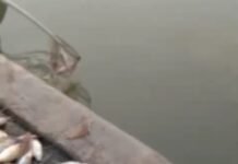Diduga Ada Pencemaran, Puluhan Ikan Mati di Tanggul Johar Karawang Timur, Warga Minta Investigasi