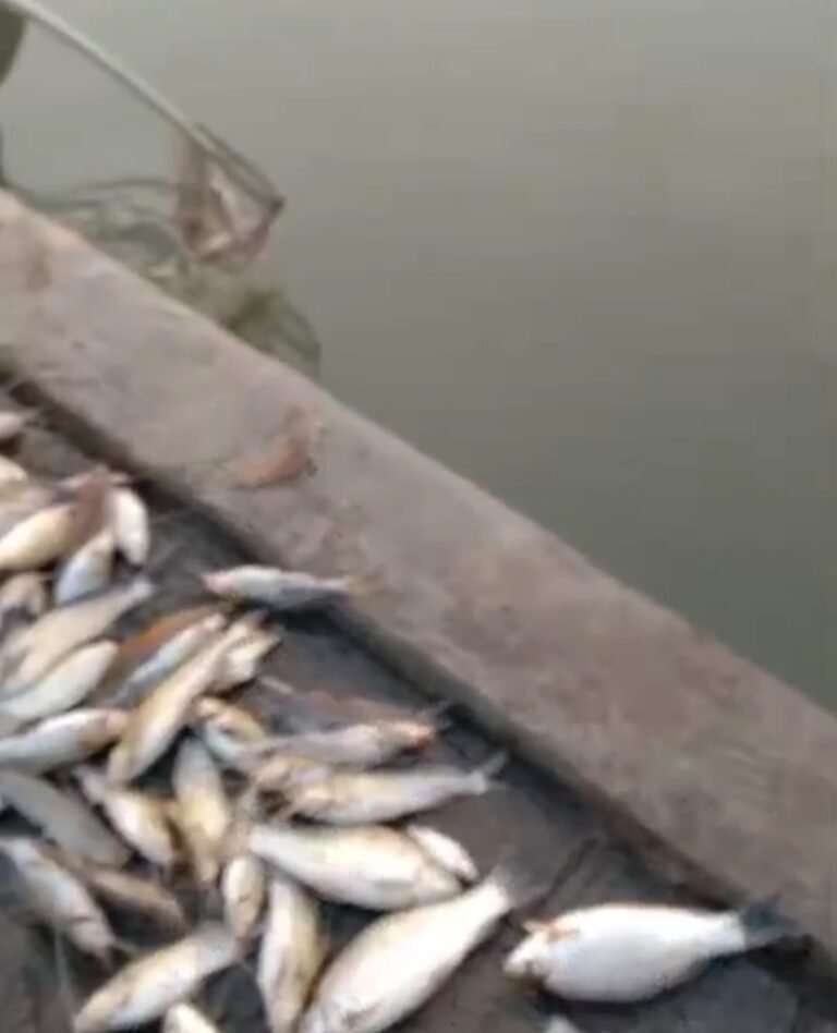 Diduga Ada Pencemaran, Puluhan Ikan Mati di Tanggul Johar Karawang Timur, Warga Minta Investigasi